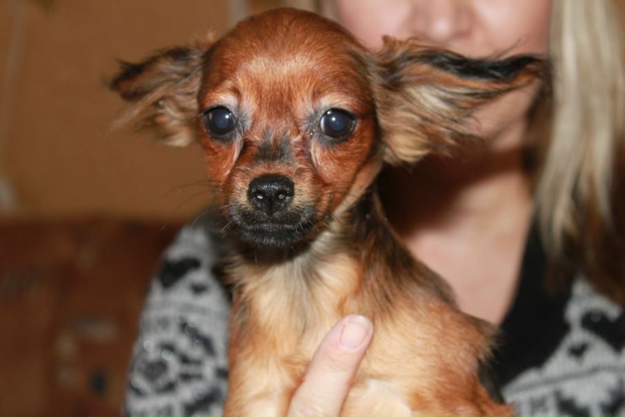 №17, Анжелика Самсонова №17, Анжелика Самсонова