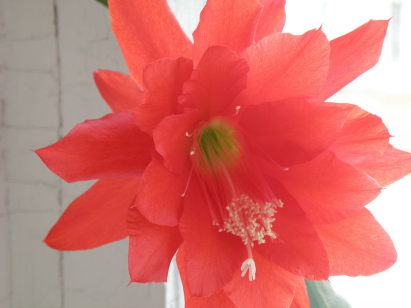 Елена Ермакова | Санкт-Петербург