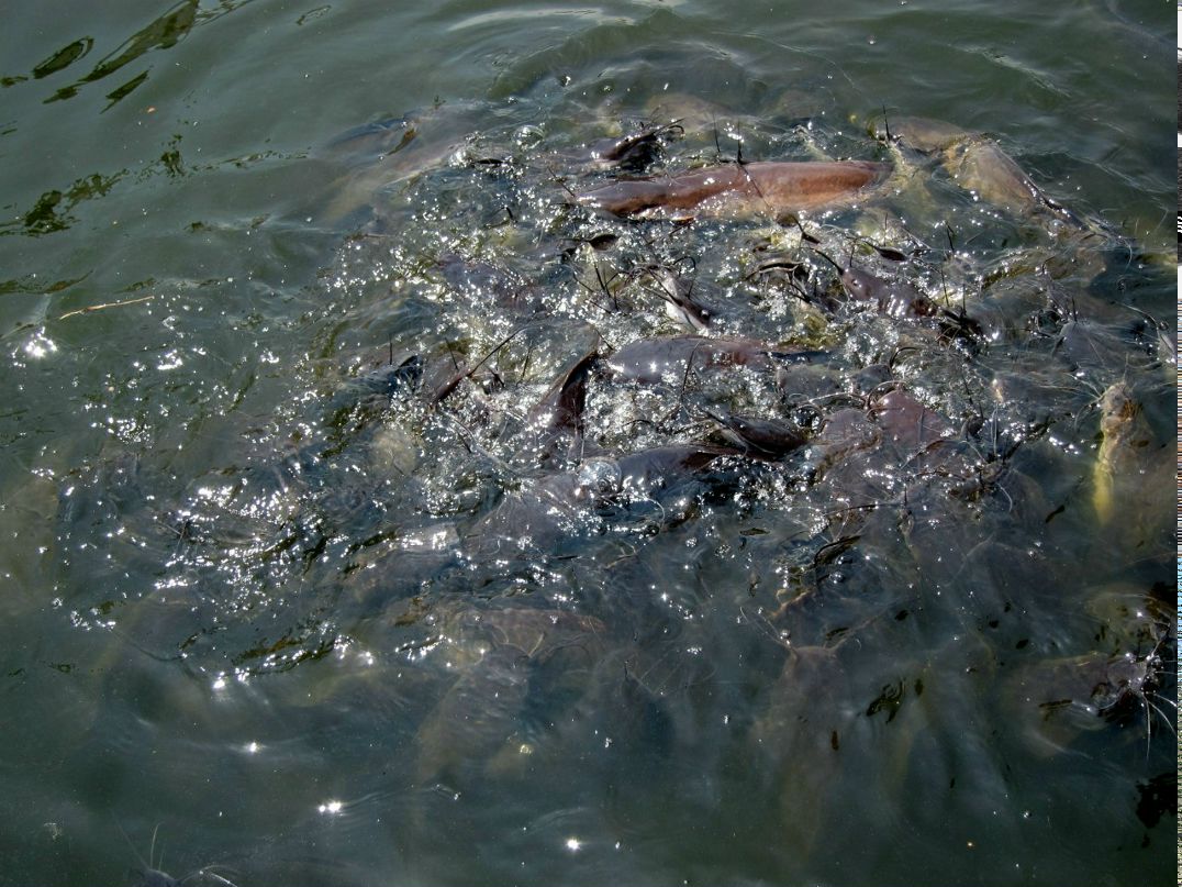 Алексей Резвый | Москва