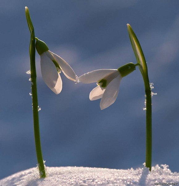 Анна Романенко | Санкт-Петербург