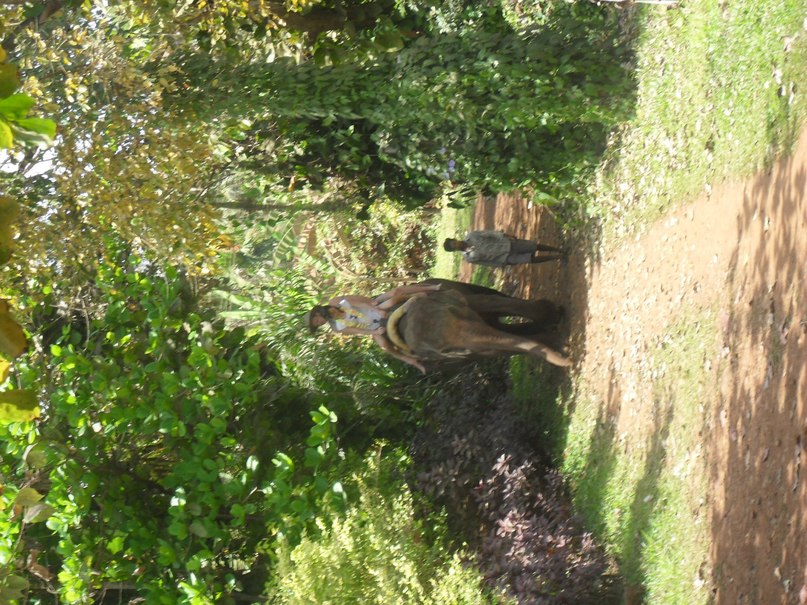 Алла Корнева | Нижний Новгород