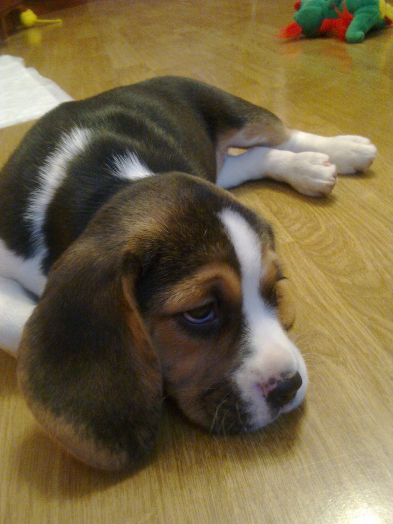 Ася Деревягина | Санкт-Петербург