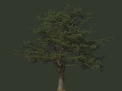 JVC:BP G:Tree 31 Pine 17m