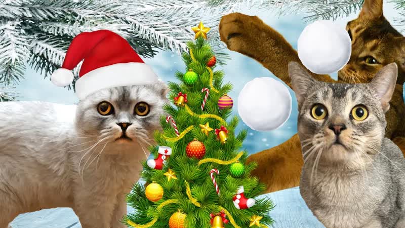 НОВОГОДНИЙ ШОПИНГ С КОТОМ И