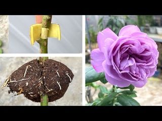 Thử kích rễ hoa hồng bằng khoai tây | Rose Garden