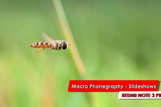 #XRN3Pro SlideShows - Macro Phonegraphy Xiaomi Redmi Note 3 Pro