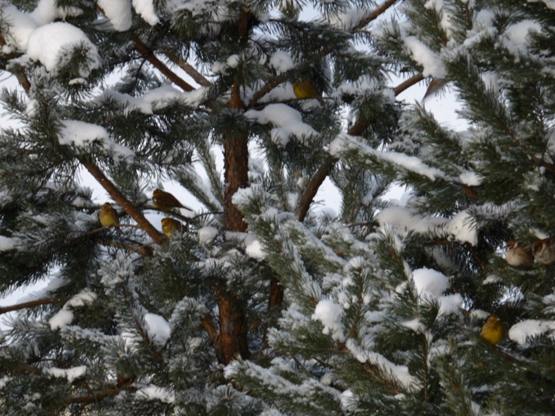 Елена Самохина | Нижний Новгород