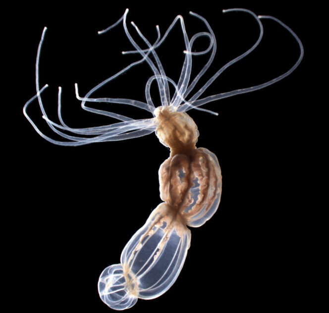 Актиния вида Nematostella vectensis использует специализированные стрекательные клетки, чтобы определять изменения в окружающей среде и выстреливать токсичным шипом, который протыкает и отравляет добычу. Стрекательные клетки в щупальцах используют уникальный ионный канал для запуска жаления в ответ на присутствие добычи. Авторство: Кристоф Дюпре и Кейко Уэйр