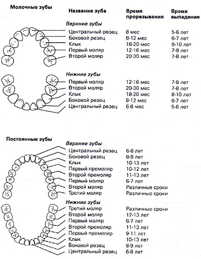 Когда вырастают молочные зубы. Схема прорезывания коренных зубов. Порядок смены молочных зубов у детей на постоянные схема. Зубы у детей сроки прорезывания коренных. Коренные зубы у детей схема прорезывания.