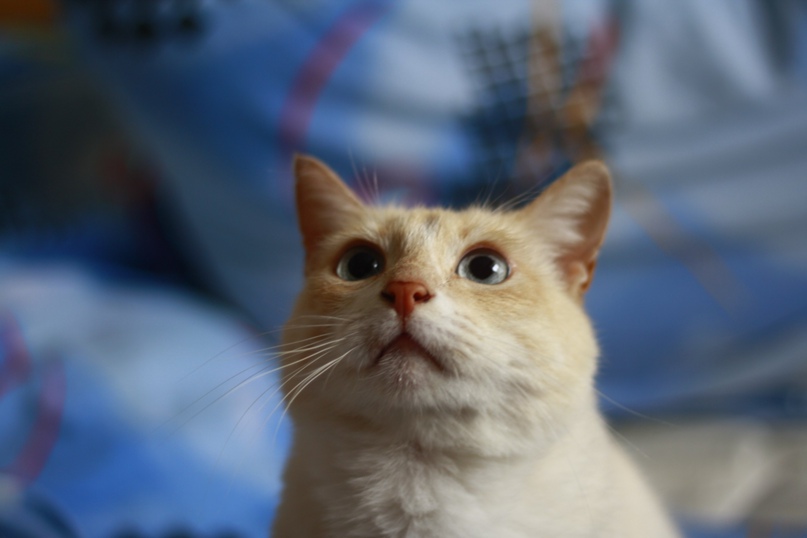 Ирина Машкова | Брянск