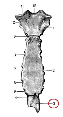 Показать на рисунке переднюю. Симфиз рукоятки грудины. Грудина мечевидный отросток анатомия. Мечевидный отросток грудины анатомия. Грудная клетка анатомия мечевидный отросток. Показать на рисунке переднюю. Симфиз рукоятки грудины. Грудина мечевидный отросток анатомия. Мечевидный отросток грудины анатомия. Грудная клетка анатомия мечевидный отросток.