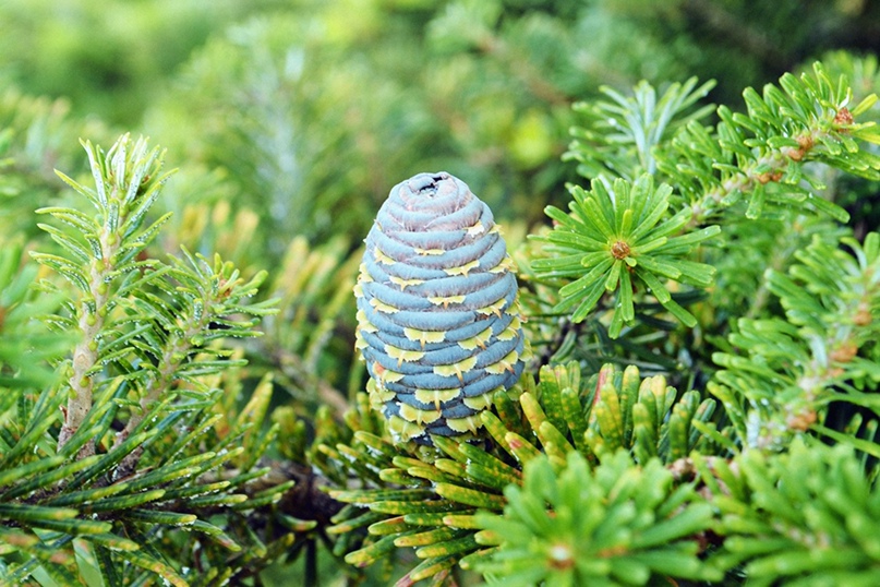 Сергей Воронов | Калининград