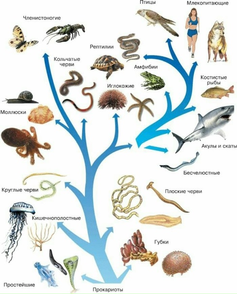 Типы животных рисунок. Филогенетическое Древо животного мира. Филогенетическое Древо органического мира. Схема развития животного мира эволюционное Древо. Филогенетическое дерево эволюции животных. Типы животных рисунок. Филогенетическое Древо животного мира. Филогенетическое Древо органического мира. Схема развития животного мира эволюционное Древо. Филогенетическое дерево эволюции животных.