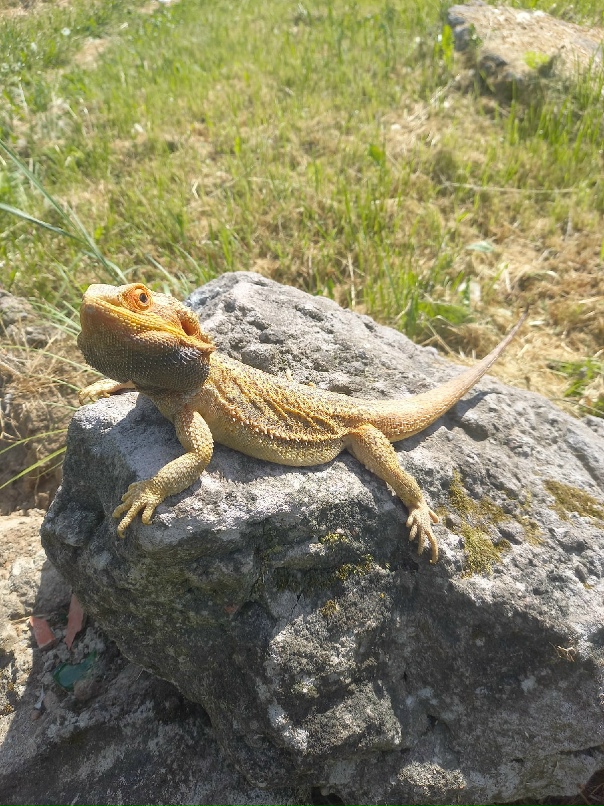 Александр Курицын сергеевич | Санкт-Петербург