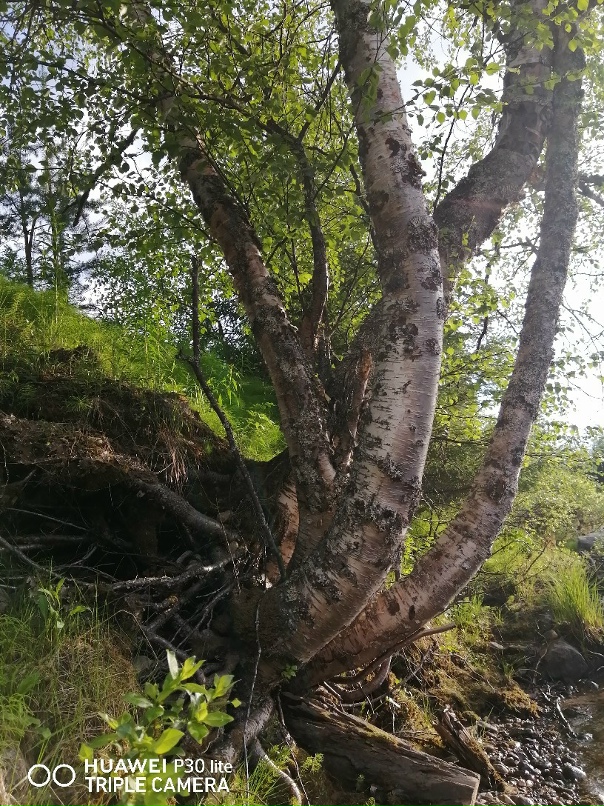 Татьяна Малютина | Ковдор