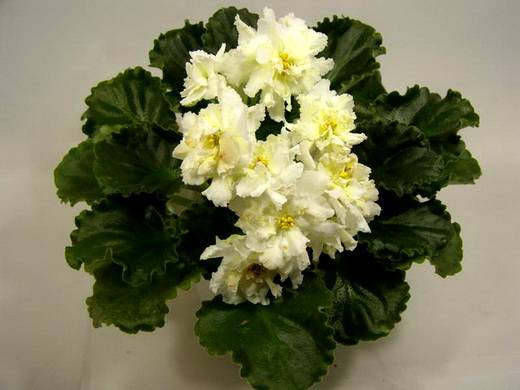 Новогодняя Сказка - 2020 * Фиалочный Островок. Форум цветоводов и фиалководов