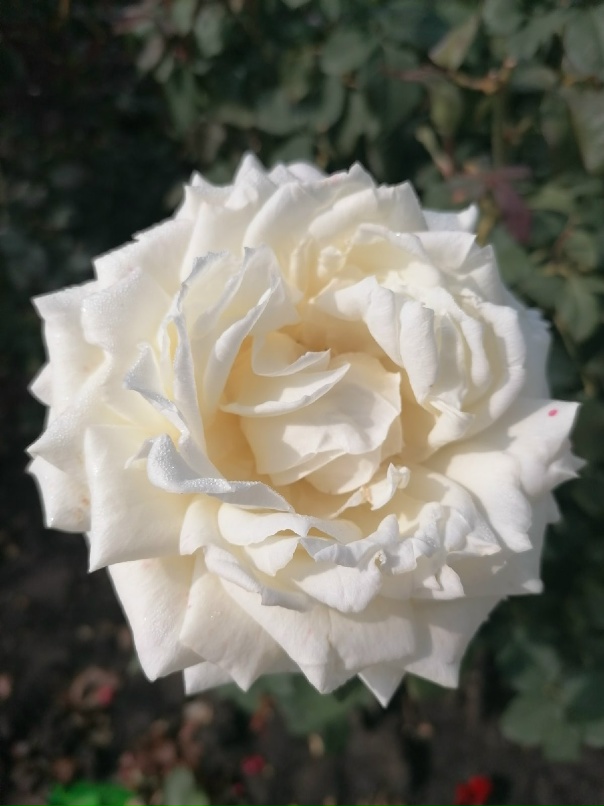 Людмила Пахомова | Саратов