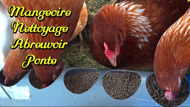 Comment construire un poulailler 4. Nettoyage, ponte, abreuvoir,