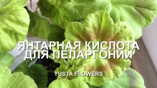 #37 9 СУПЕР-СВОЙСТВ ЯНТАРНОЙ КИСЛОТЫ ДЛЯ ПЕЛАРГОНИИ