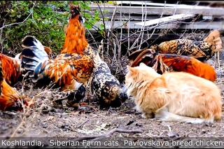 #2 Siberian Farm cats and Rooster Кот да петух, Сибирские кошки и Павловские куры