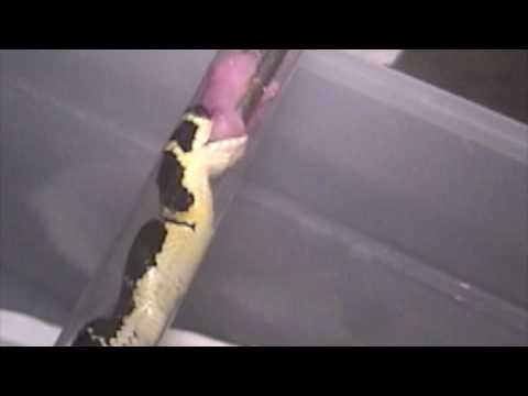 King Cobra ( Ophiophagus hannah) assist feeding at