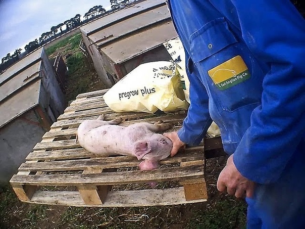 East Anglian Pig Co. Exposed, Animal Equality Undercover