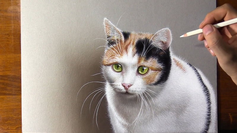 Calico Cat