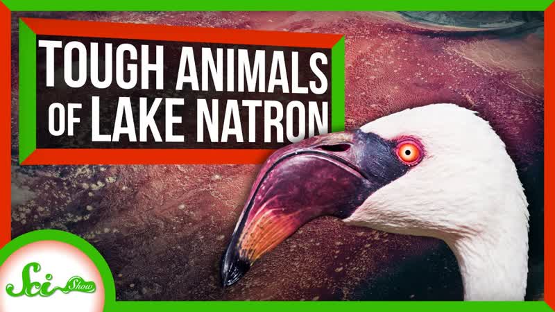 The Unbelievably Tough Animals of Lake