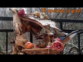 Сойка набирает в зоб 25 орехов, розы нег, птички, кормушка №5