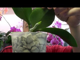 ПОЧЕМУ воздушные КОРНИ орхидеи ЗАКУКЛИВАЮТСЯ 2 из основных причин!