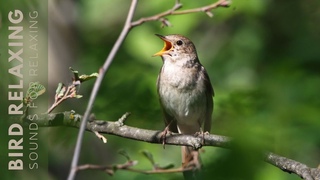 Nature Sounds - 24h Beautiful Bird Watching, Forest Birdsong - Relaxing Nature Sounds