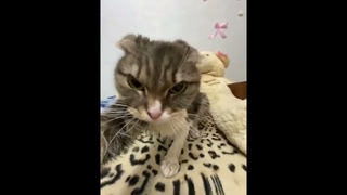 Версия без мата #клоун #кринж #мем