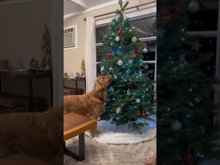 Mischievous golden retriever steals ornaments